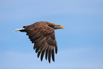 screaming eagle wings down 