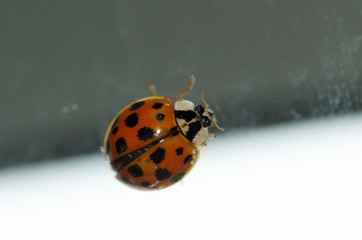 Multi colored asian lady beetle