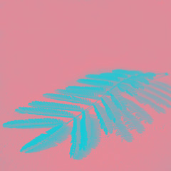 Beautiful branch of tree with small blue leaves and pattern of shadow on pink coral background. Duotone effect, Copy space. Tropical foliage. Top view