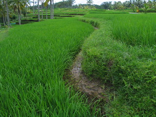 Bali.  Ubud, village in Indonesia. Asia