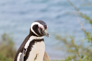 Magellanic penguin. Caleta Valdes penguin colony, Patagonia, Argentina
