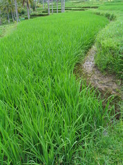 Bali.  Ubud, village in Indonesia. Asia