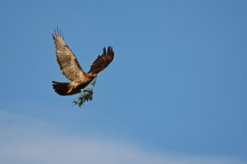 Red-tail hawk delivers a peace branch