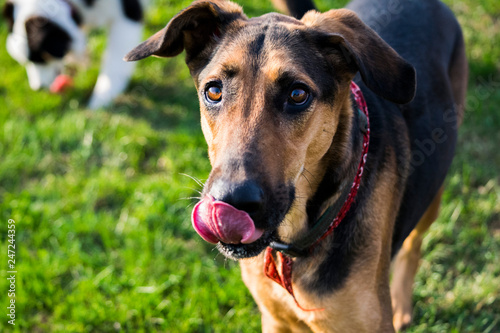 Chien Berger Allemand Qui Lèche Son Nez Stock Photo And