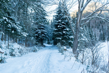 Forêt et parc national de Québec