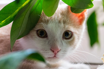 Chat caché