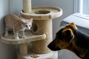 Duo chat et Chien berger allemand
