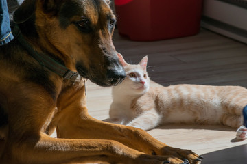 Duo chat et Chien berger allemand