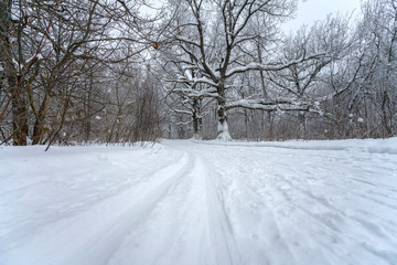 Fototapeta premium ski track on snow laid in the forest