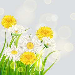 Fresh spring juicy chamomile and dandelions flowers and green grass, vector, template, illustration, isolated