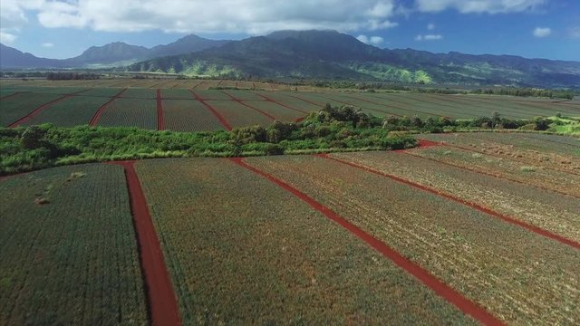Flight over the pinapple plantation located on Oahu, Hawaii