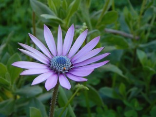 Fototapeta premium Flower light blue Daisy 
