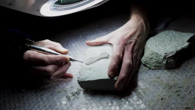 Curator who works to remove crocodile jaw from fossil stone. Uses a drill picker to remove debris around a valuable bone.