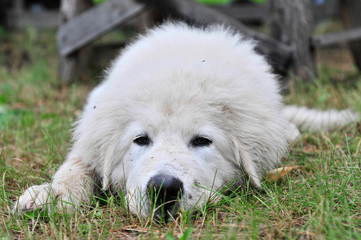 Puppy of a white color of the Maremmano-Abruzzky sheep-dog