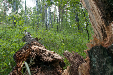 Fototapeta na wymiar lying birch tree in a forest