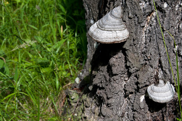 Chaga on tree bark