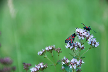 oregano plant with butterflies and insects
