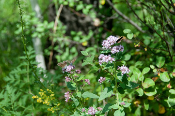 oregano plant with butterflies and insects