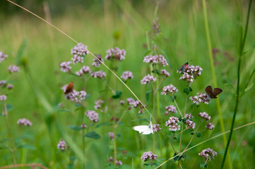 Fototapeta premium oregano plant with butterflies and insects
