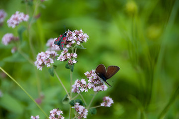 oregano plant with butterflies and insects