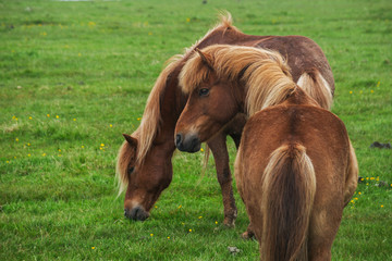 Image of beautiful horses from Iceland.