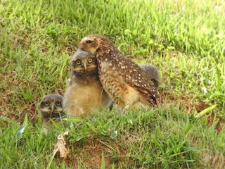 An adult burrowing owl with its three adorable cubs. They're scared. One of them is hidden behind the mother.