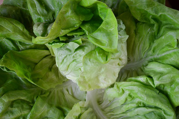 Close up view of head of fresh lettuce