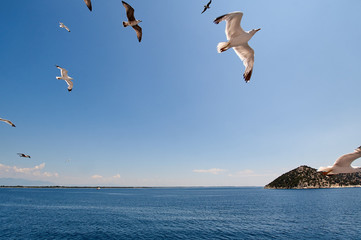 Fototapeta na wymiar Flock of seagulls flying over a ferry to Thassos, Greece