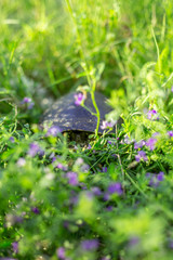 Little turtle in the green grass with flower. Vertical image