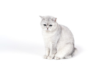 British Lorthair smoky cat isolated on white is upset and thinki