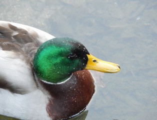 Duck with drops of water 