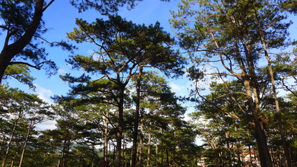 tall trees and blue sky