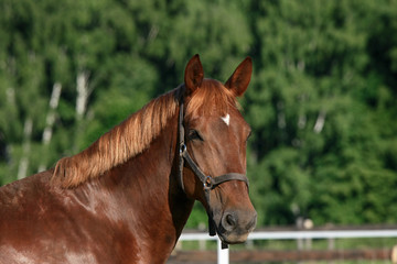 Brown horse portrait on a sunny summer day