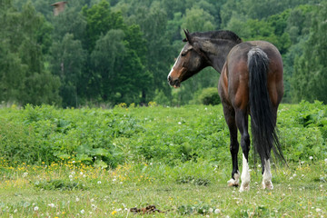 Beautiful horse in a green field near the forest