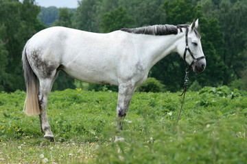 Naklejka na ściany i meble Beautiful white horse in a green meadow near the forest