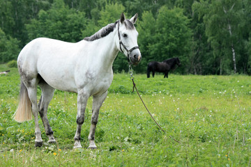 Obraz na płótnie Canvas Beautiful white horse in a green meadow near the forest