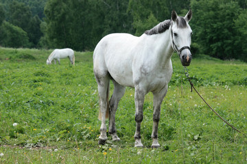 White horses graze in a green meadow near the forest