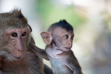 可愛いサル