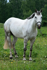 Naklejka na ściany i meble White horse on a green meadow near the forest