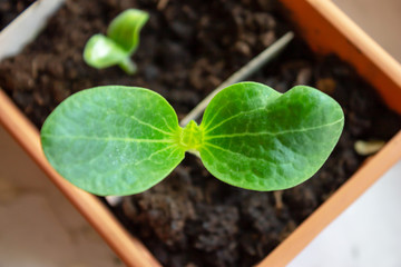 Little green zucchini sprout, seedling growing in a pot in spring close up