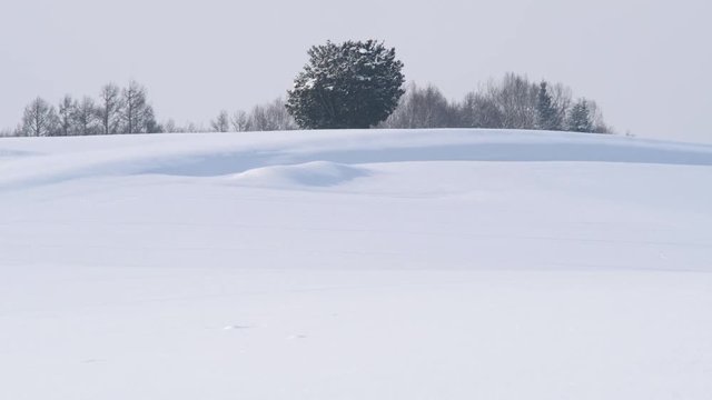 Solitary tree in a snow field, Biei, Hokkaido, Japan