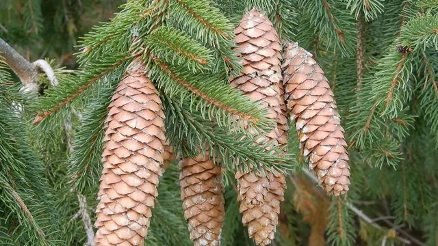 4K Pine Cones Christmas With Evergreen Trees Bobbing Up And Down In The Wind