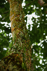 Manaus, Amazonas, Brazil. Rio Negro river and its beauties that enchant to all visitors. Amazonia, the living nature.