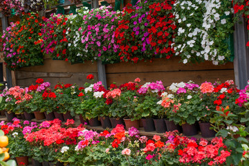 Flower bed as a floral background