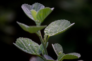 green leaf with water drops