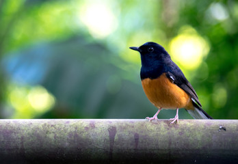 bird on a branch
