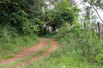 Naklejka na ściany i meble path in the forest Paraná - Brazil