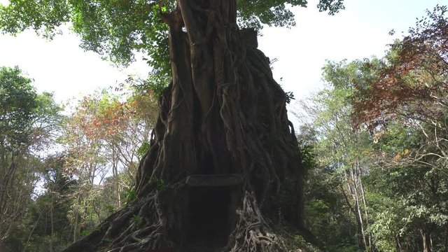 Prasat Sambour,Cambodia-January 12, 2019: Prasat Chrey or N18 tree in Prasat Sambour in Cambodia