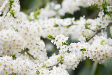 blooming cherry tree