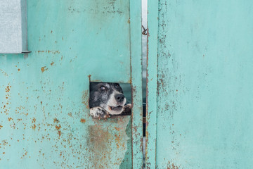 Barking dog looking through hole in iron fence